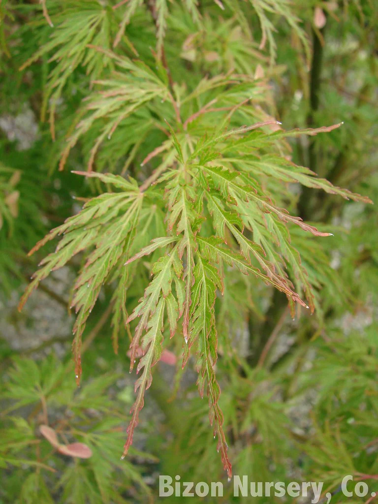 ACER PALMATUM SEIRYU - Image 2