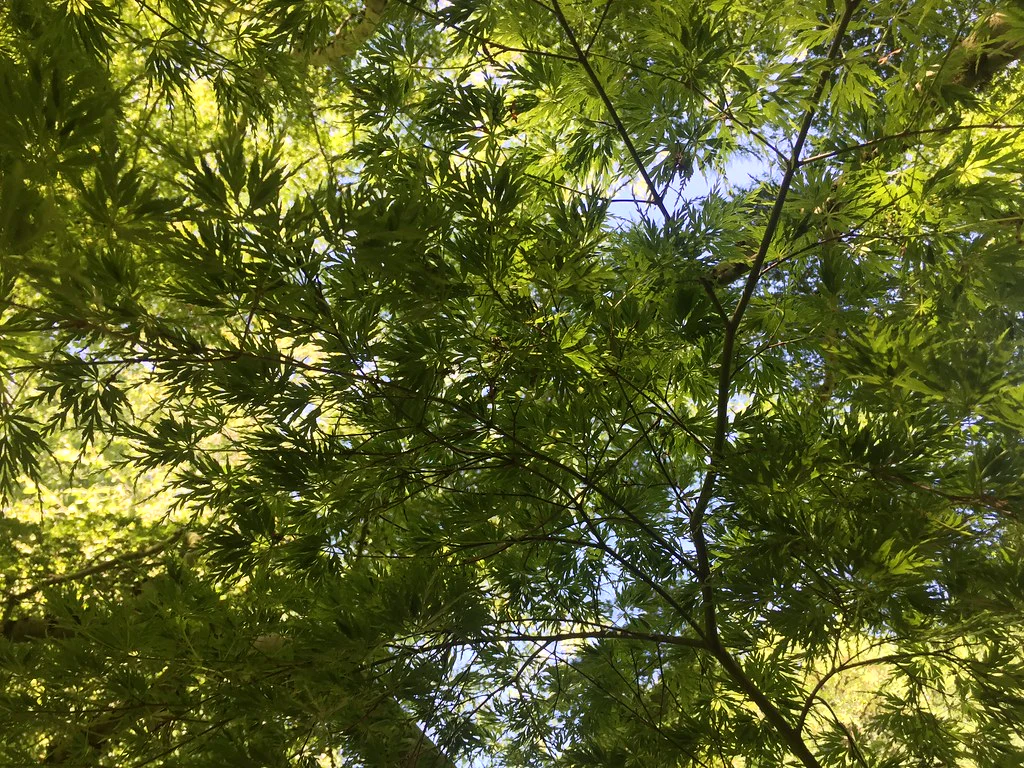 ACER PALMATUM SEIRYU - Image 3