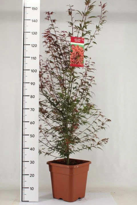 Acer palmatum Shaina  100-125 CM C14 - Image 2