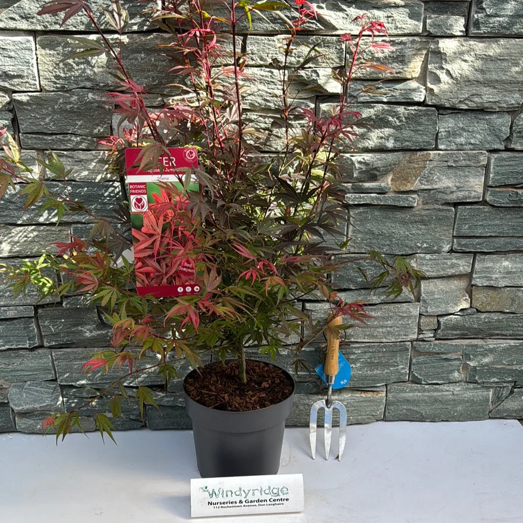 Acer palmatum Shaina  5 Ltr pot - Image 2