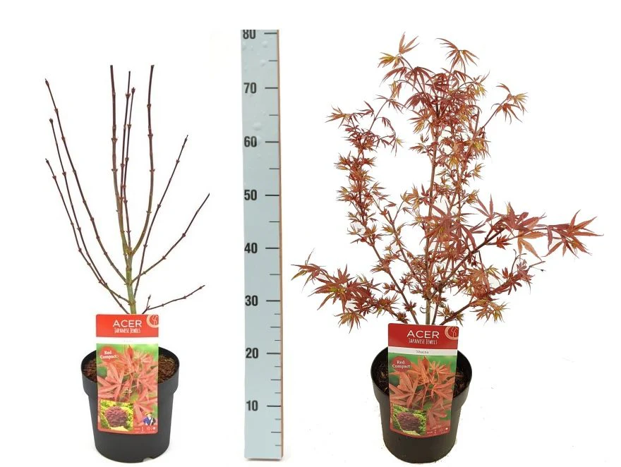 Acer palmatum Shaina  5 Ltr pot - Image 3