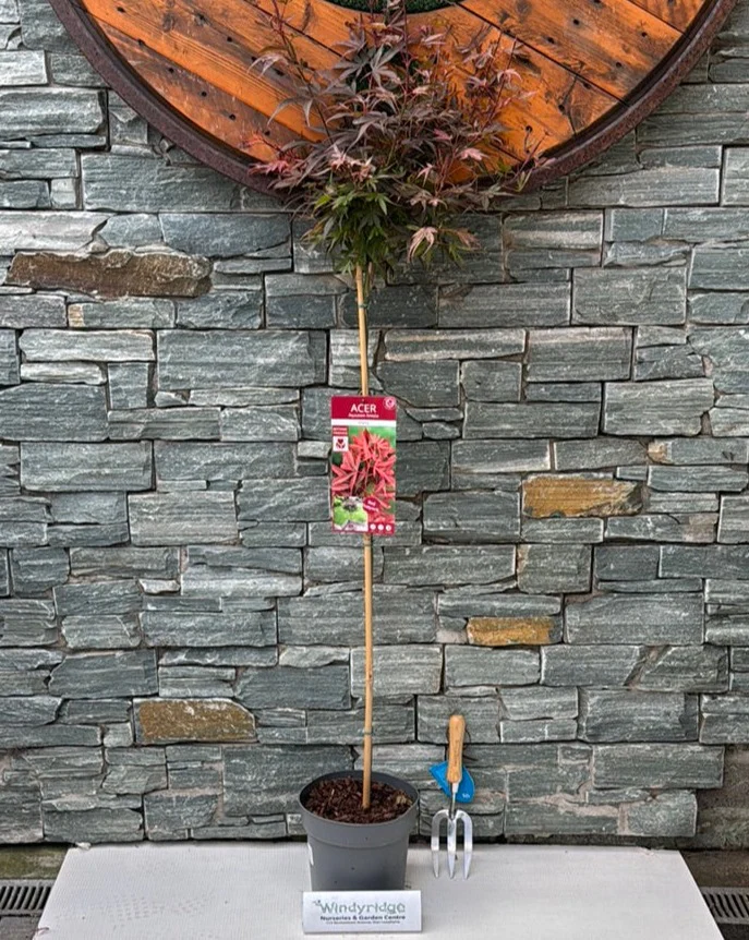Acer palmatum Shaina  90 CM STEM C6.5 - Image 2