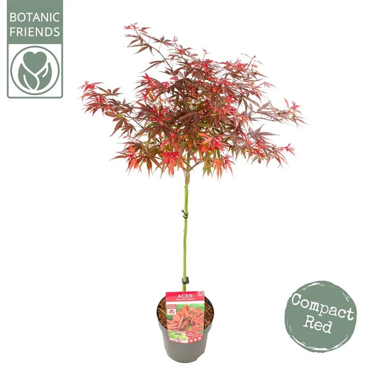 Acer palmatum Shaina  90 CM STEM C6.5 - Image 3
