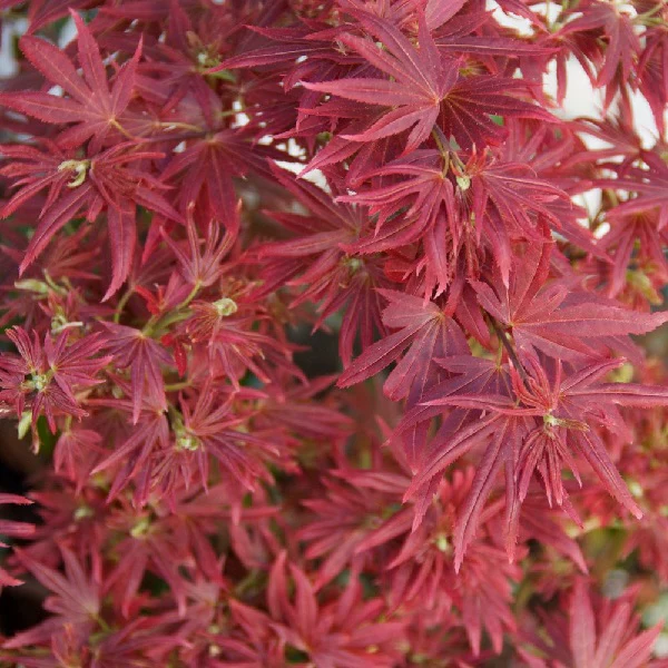 Acer palmatum Shaina  approx 40cm Stem