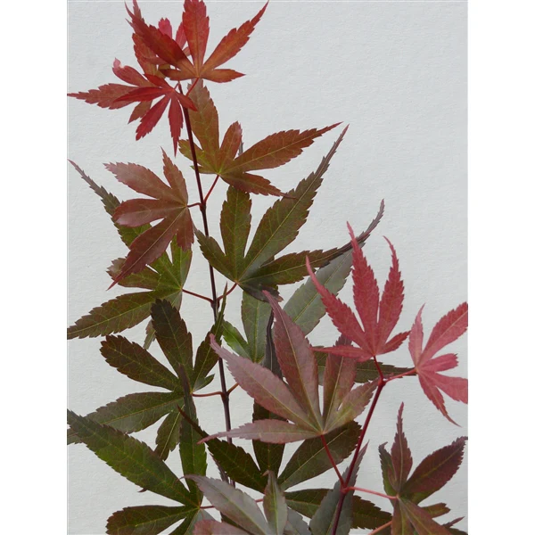 Acer palmatum .Skeeters Broom. - Image 3