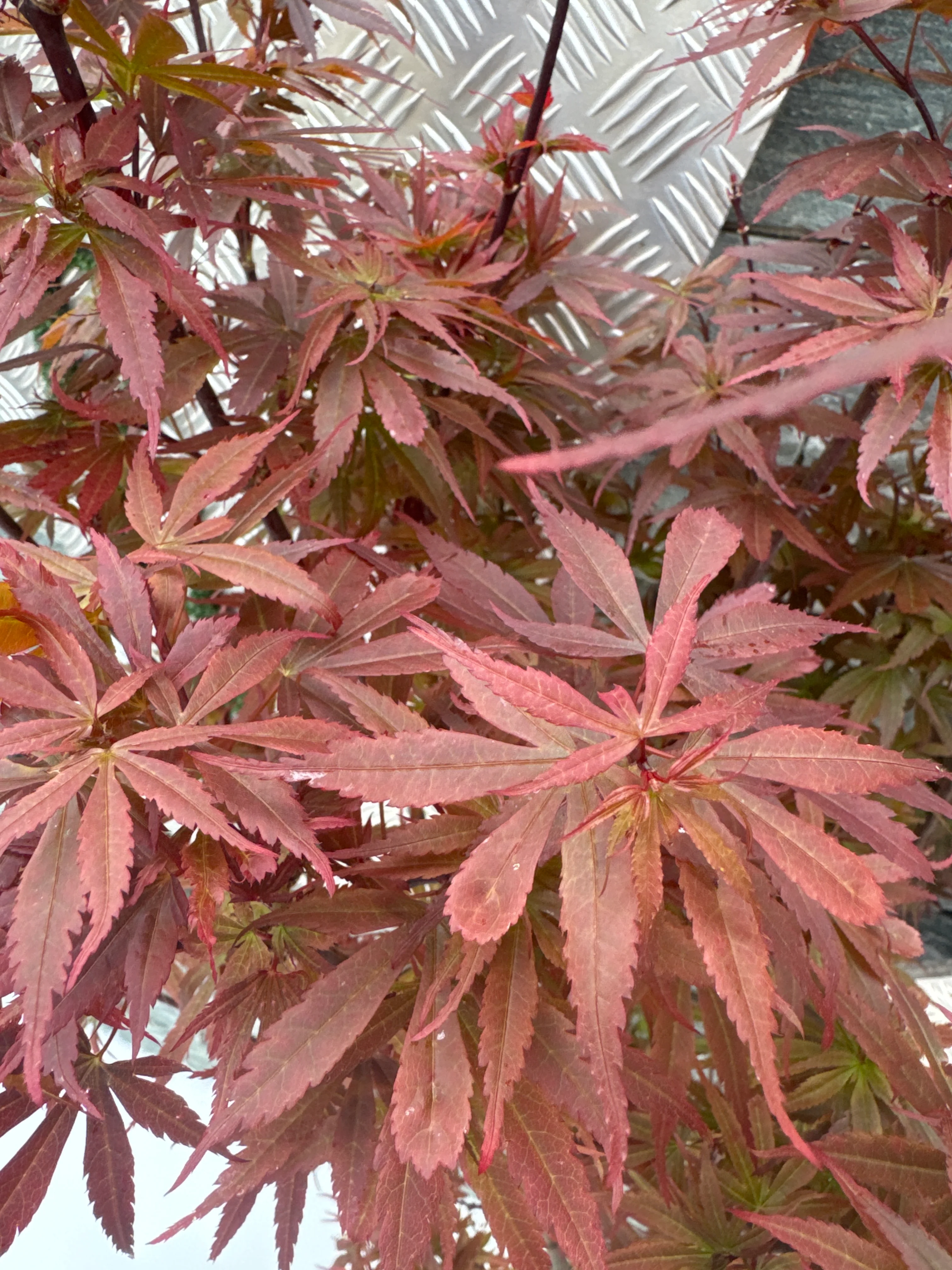 Acer palmatum Skeeters Broom - Image 4
