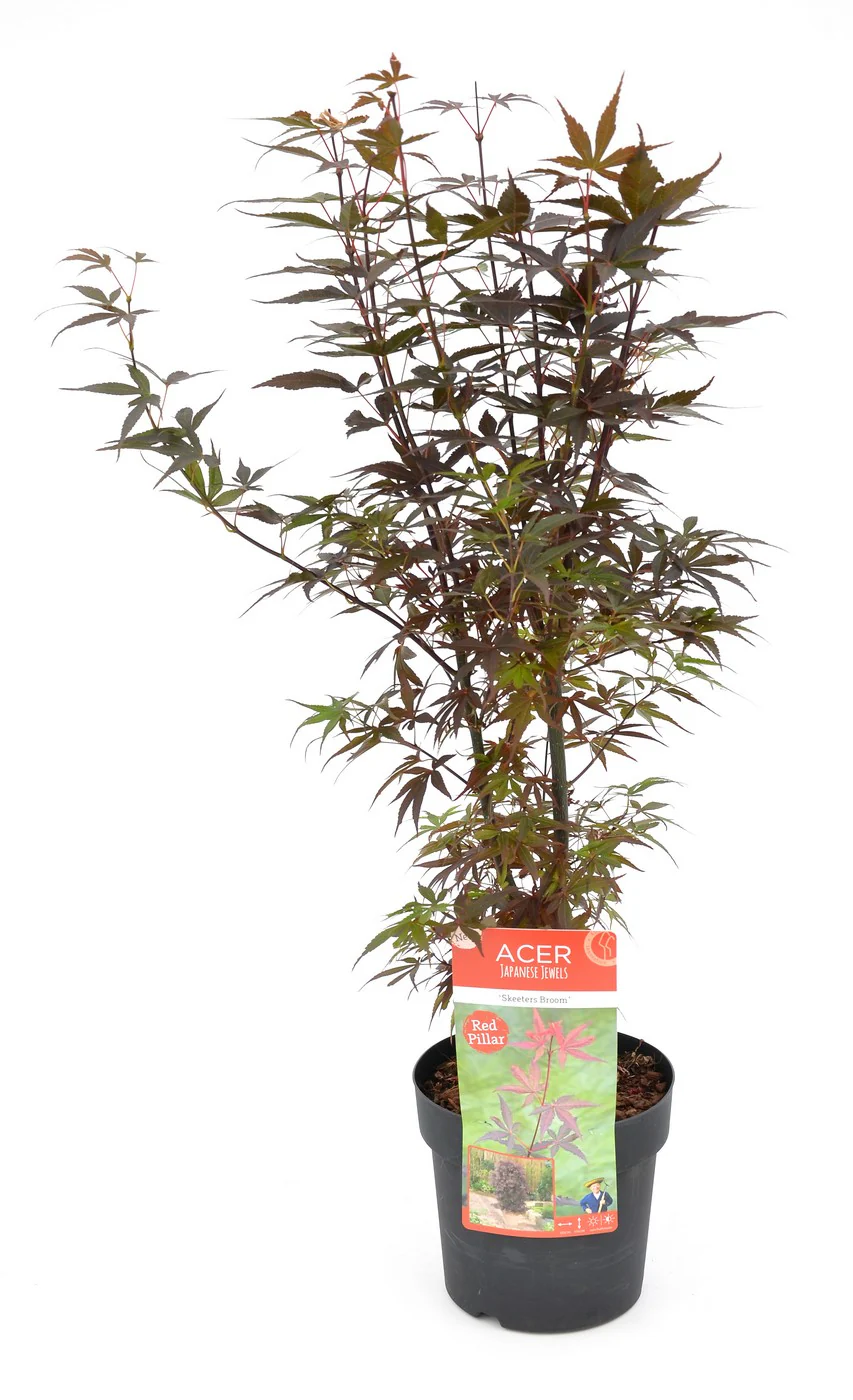 ACER PALMATUM SKEETERS BROOM - Image 2