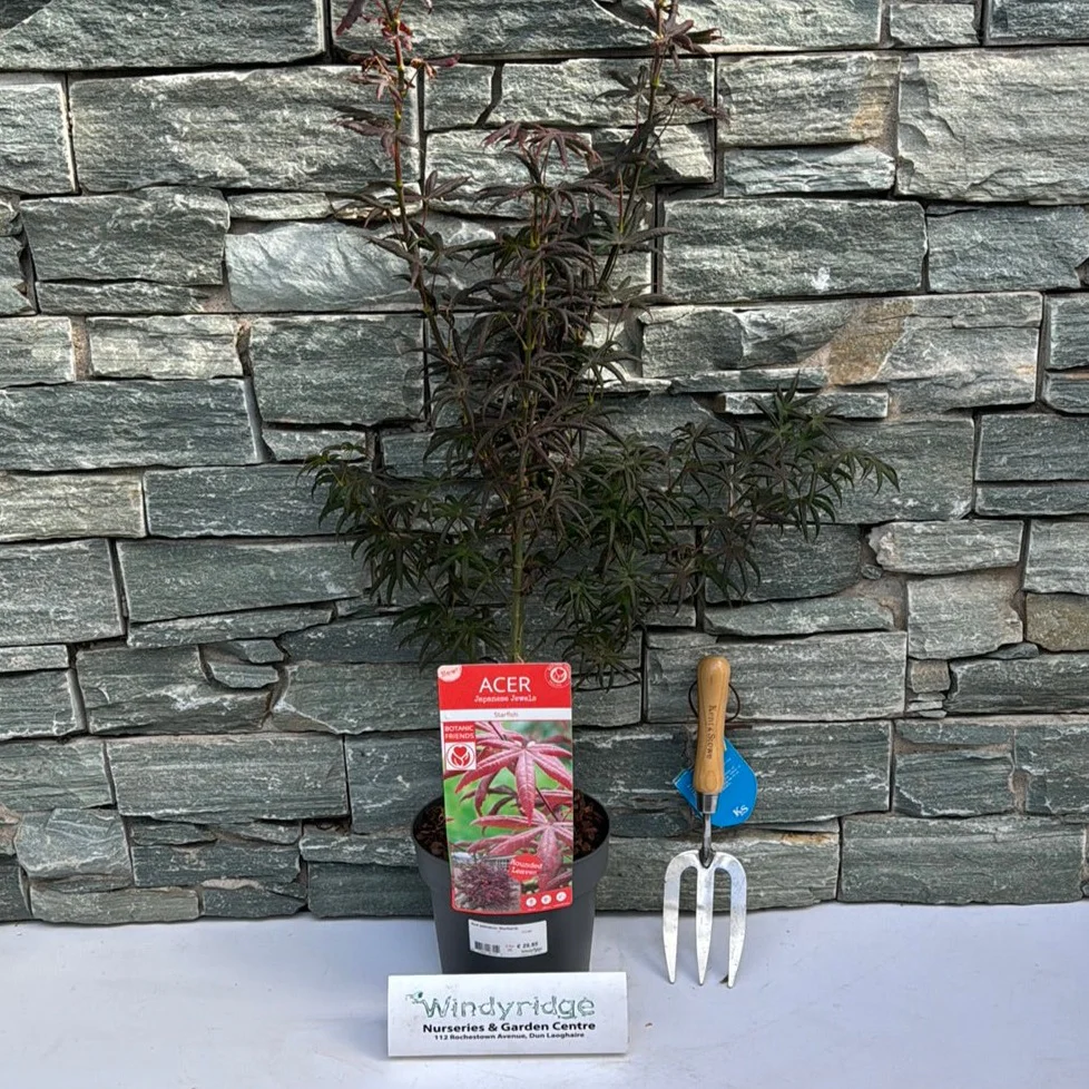 Acer palmatum Starfish  3 Ltr pot - Image 2