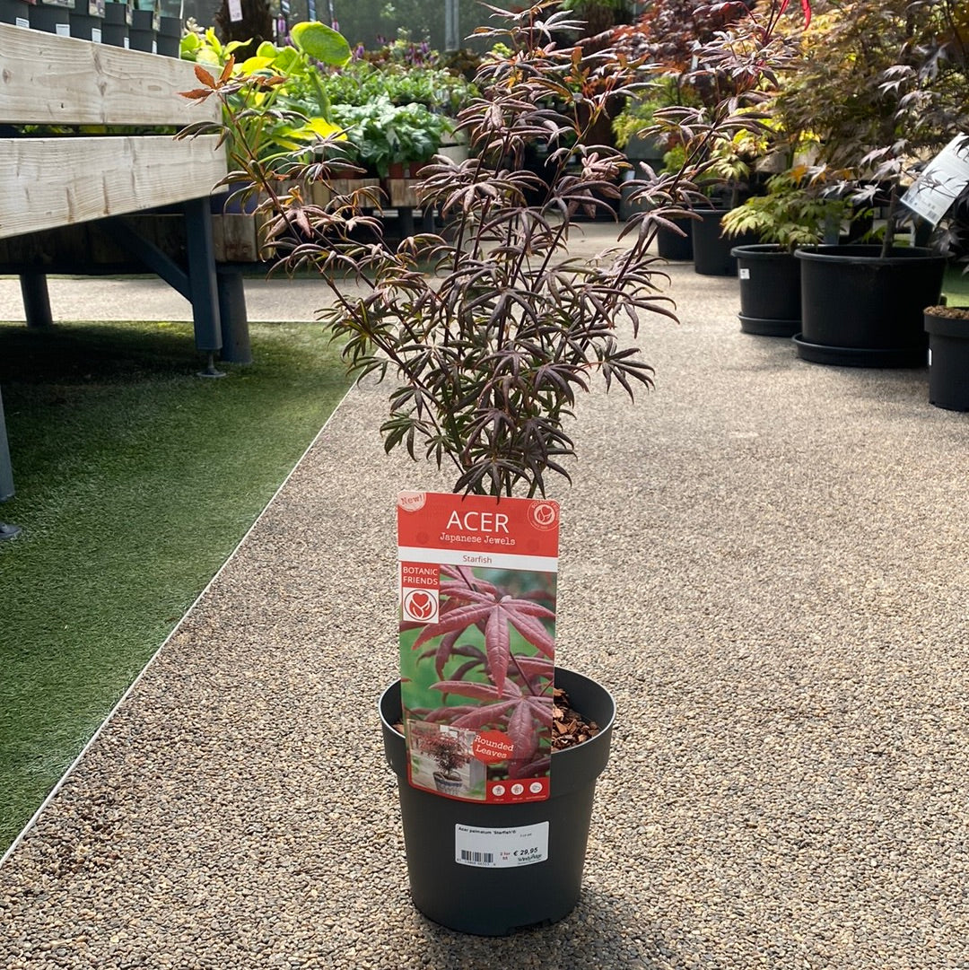 Acer palmatum Starfish  3 Ltr pot - Image 3