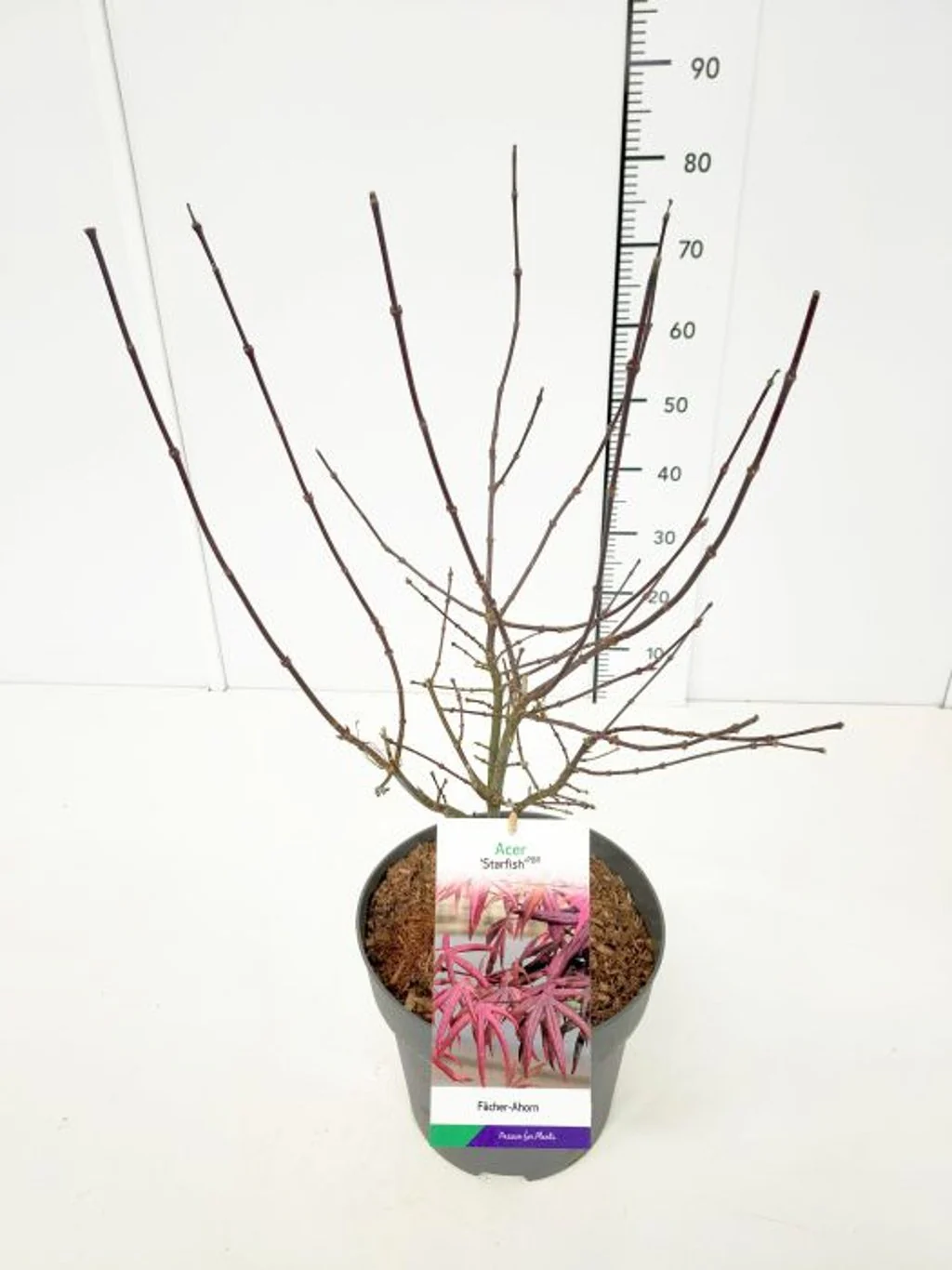 Acer palmatum Starfish 50-60 CM C10