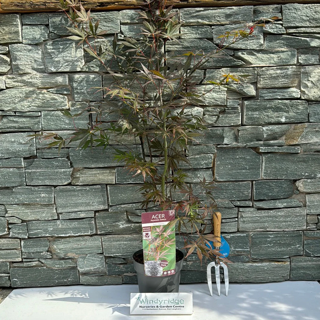 Acer palmatum Sumi-nagashi  3 Ltr pot