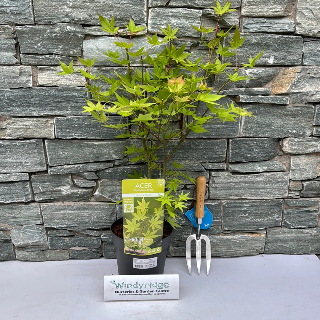 Acer palmatum Summer Gold Japanese Maple (3 Ltr pot) - Image 2