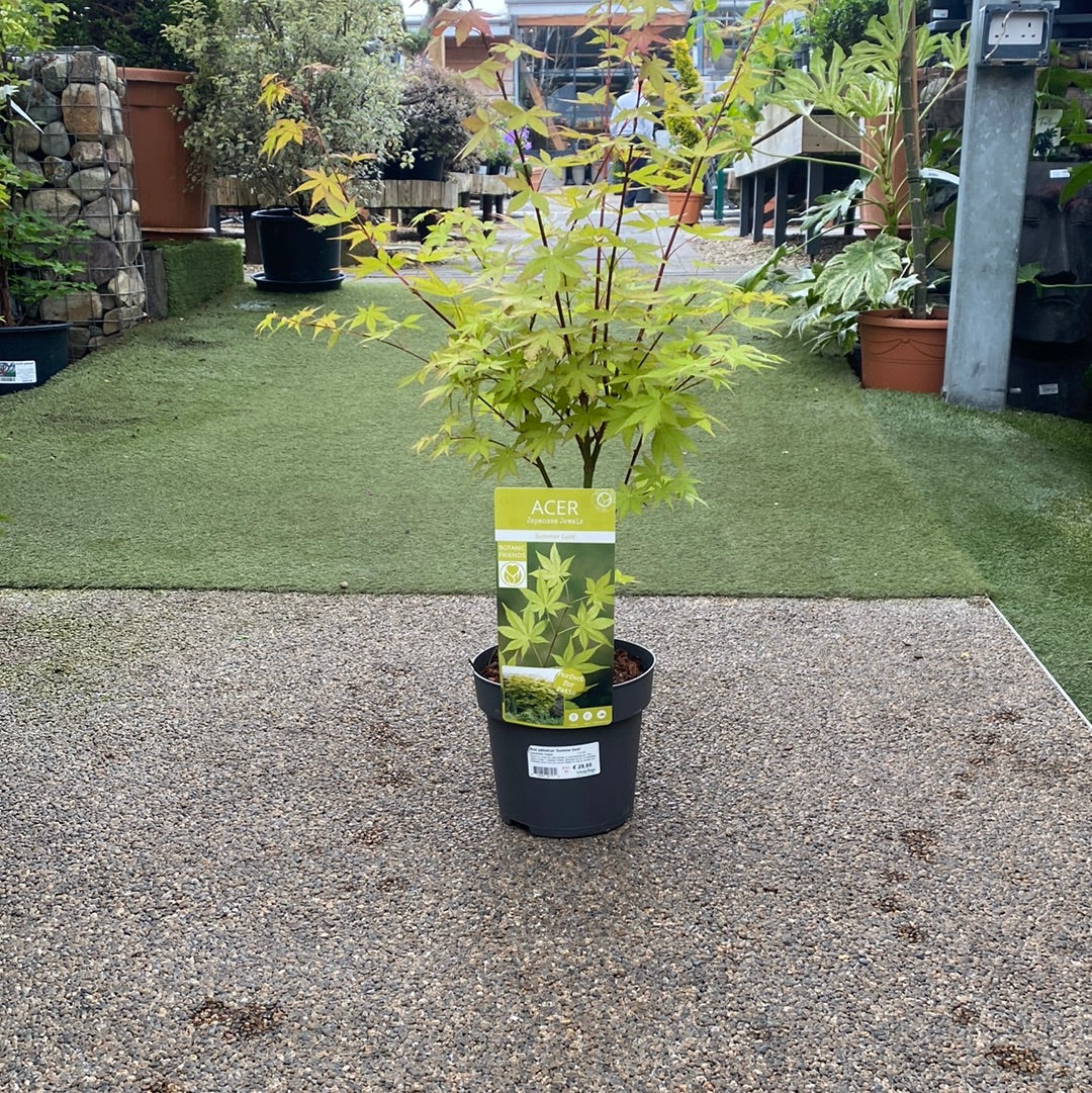 Acer palmatum Summer Gold Japanese Maple (3 Ltr pot) - Image 3