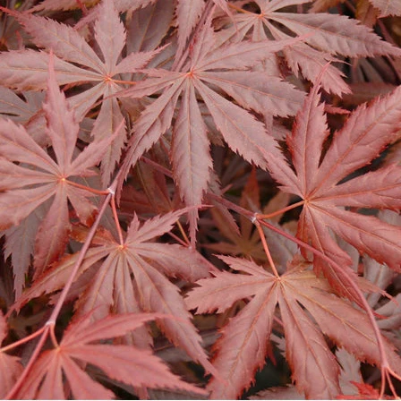Acer palmatum Trompenburg  3 Ltr pot - Image 3