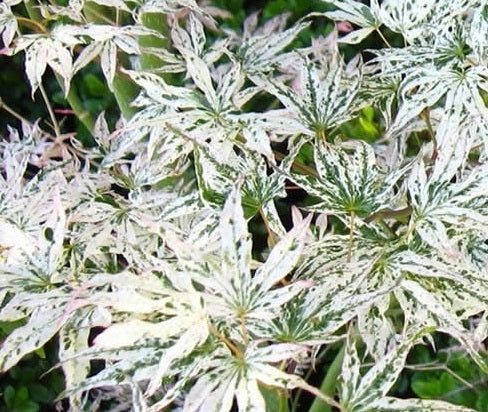 Acer palmatum Ukigumo