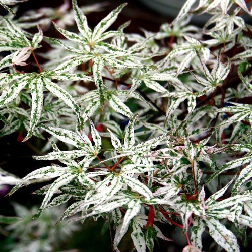 Acer palmatum UKIGUMO