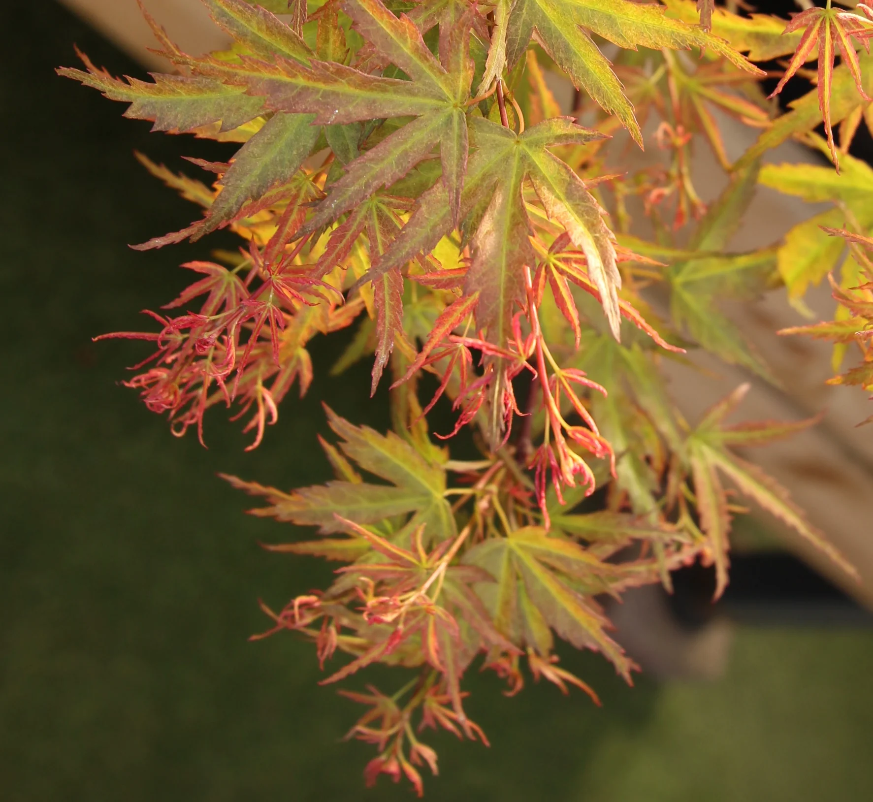 Acer palmatum Wilsons Pink Dwarf