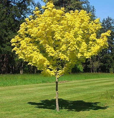 ACER PLATANOIDES PRINCETON GOLD