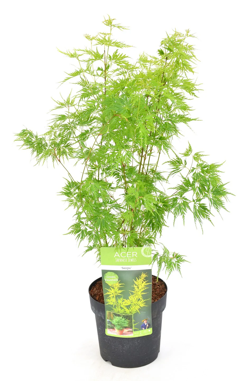 Acer Seiryu