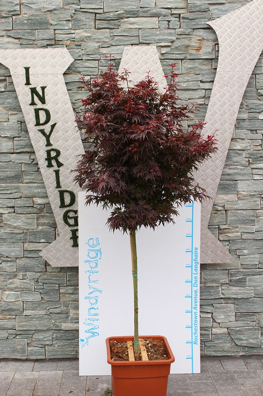 ACER SHAINA VQ LT. 18 TRONCO 90 CM 1/2 STD