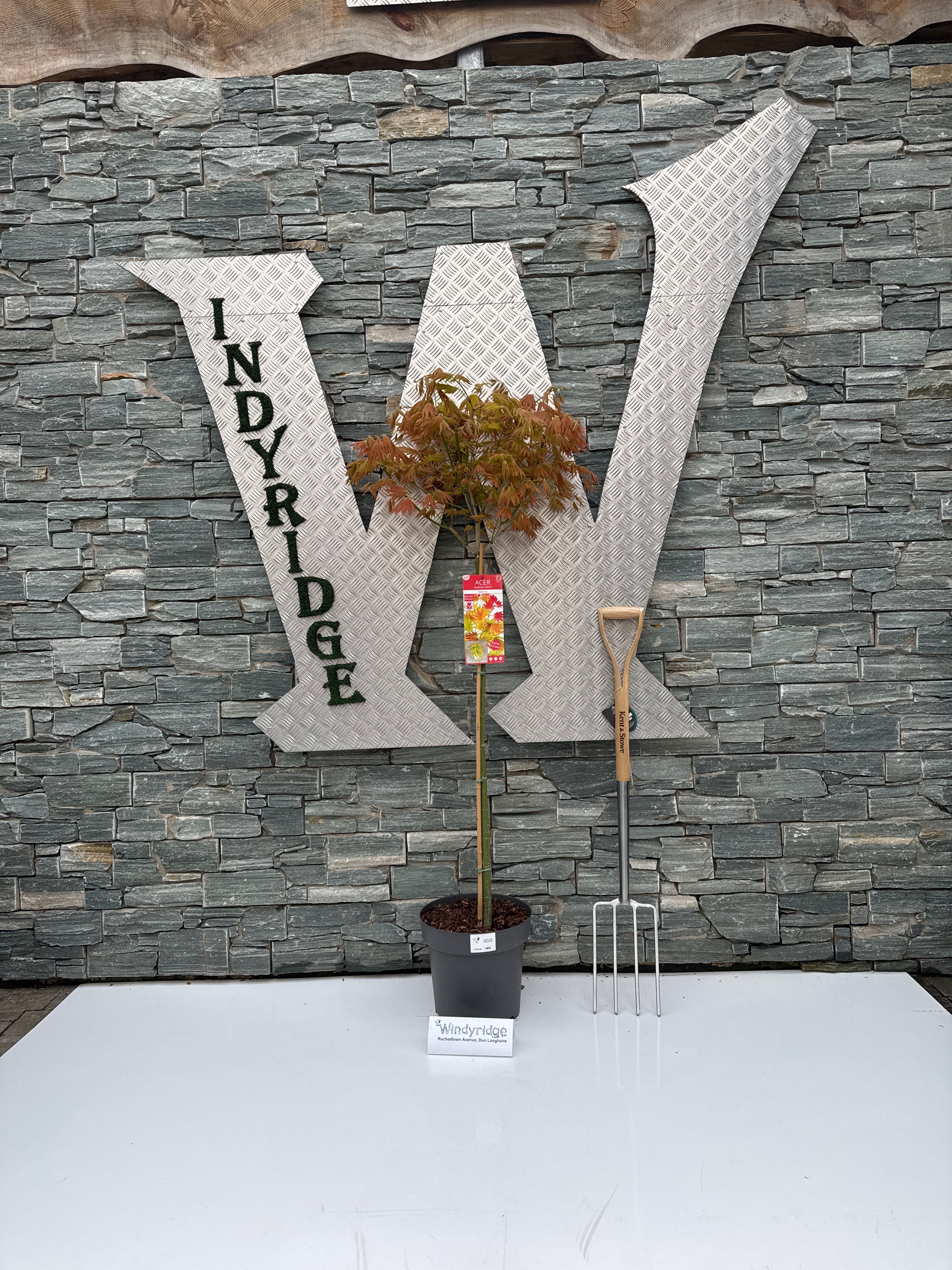 ACER SHIR. MOONRISE - Image 2