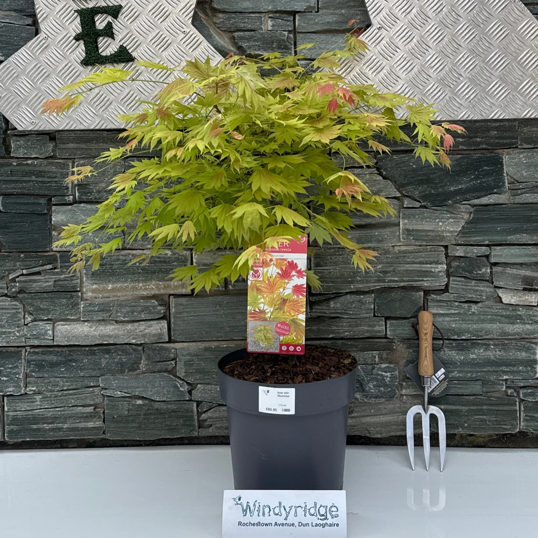 Acer shir. Moonrise