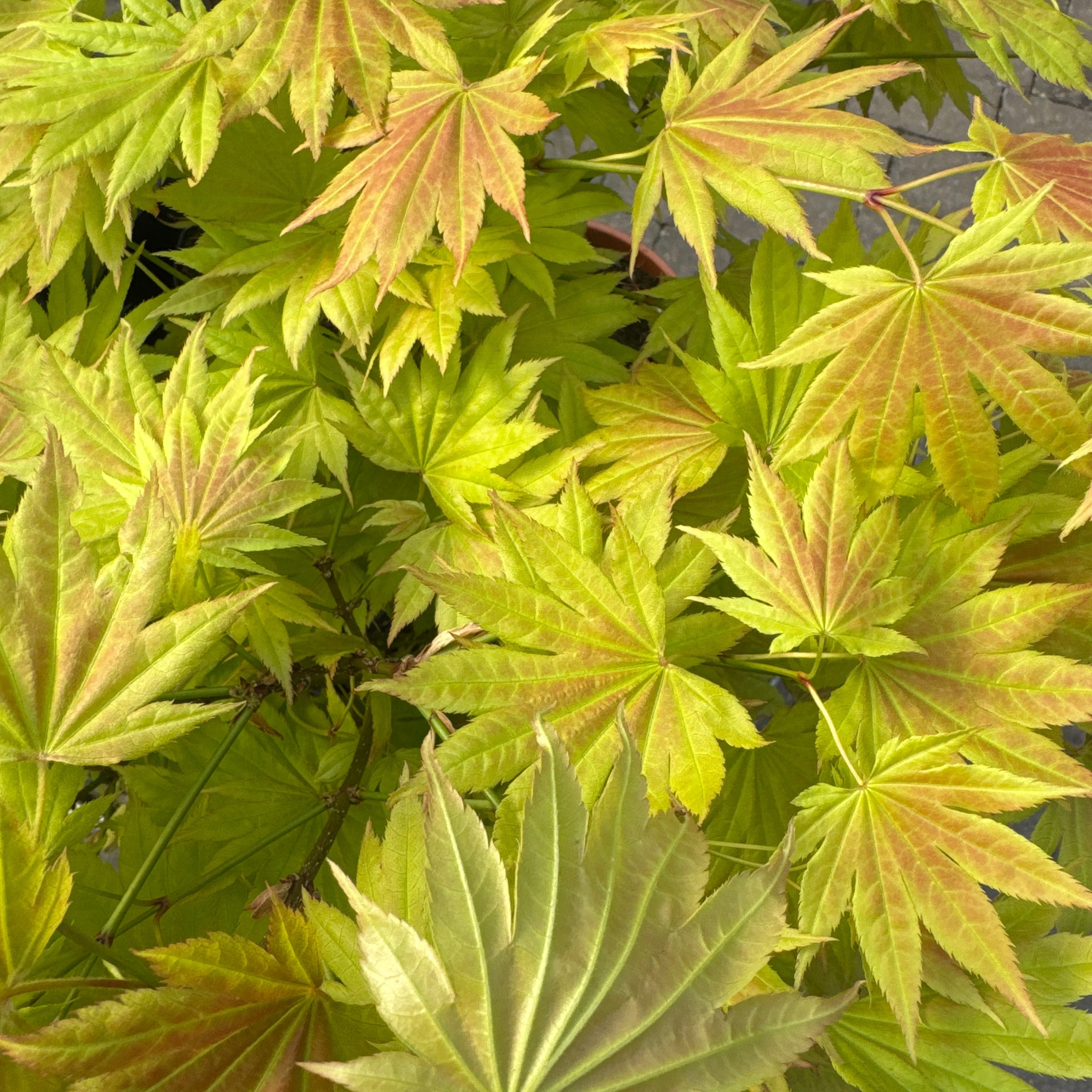 Acer shir. Moonrise - Image 2