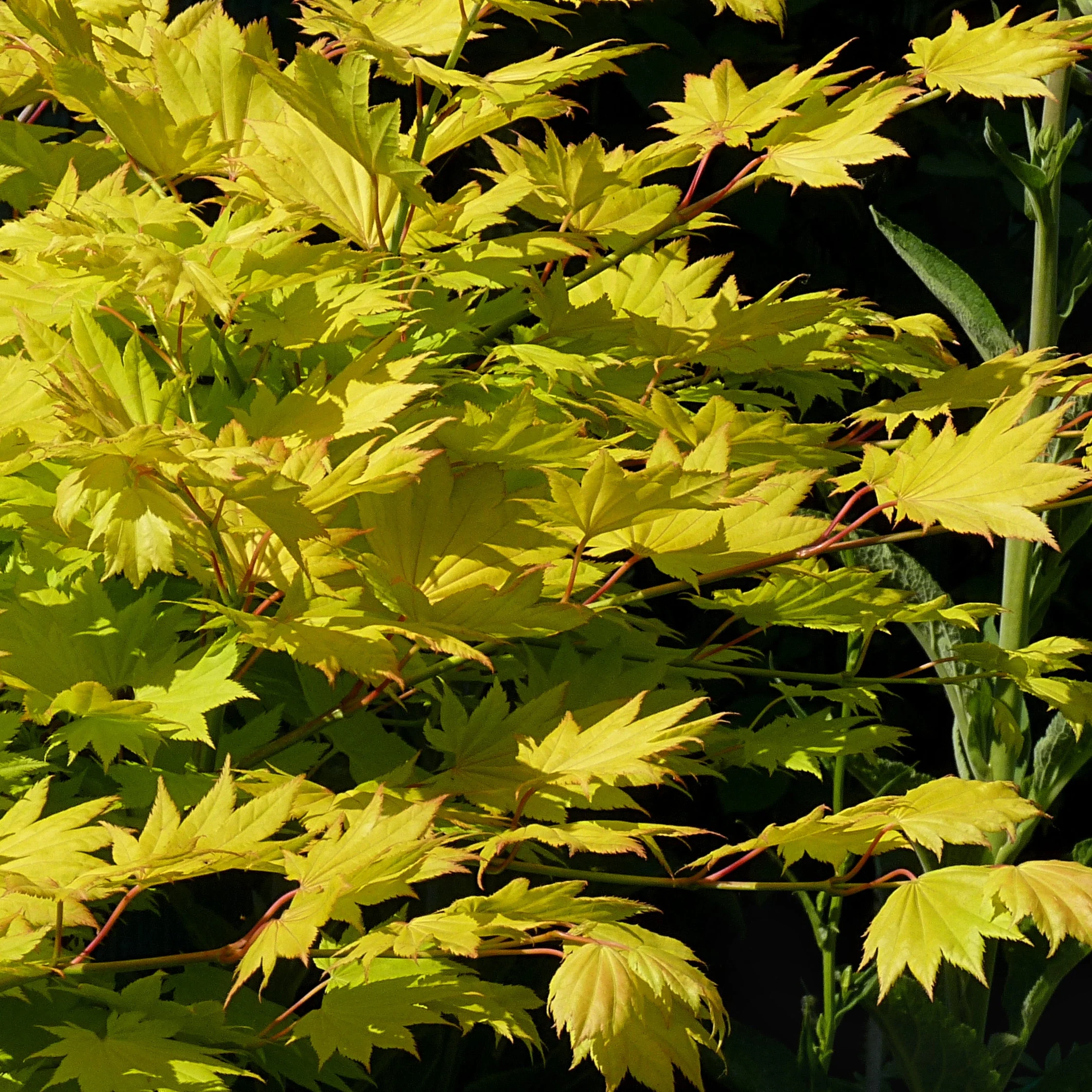 Acer shirasawanum Aureum - Image 3