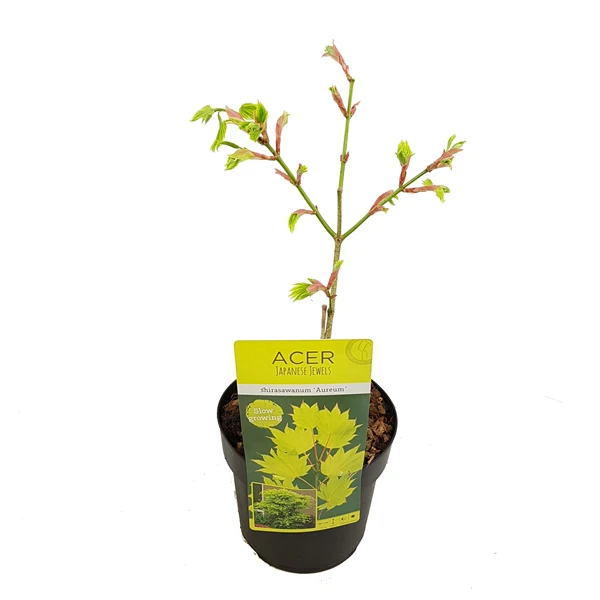 Acer shirasawanum Aureum - Image 4