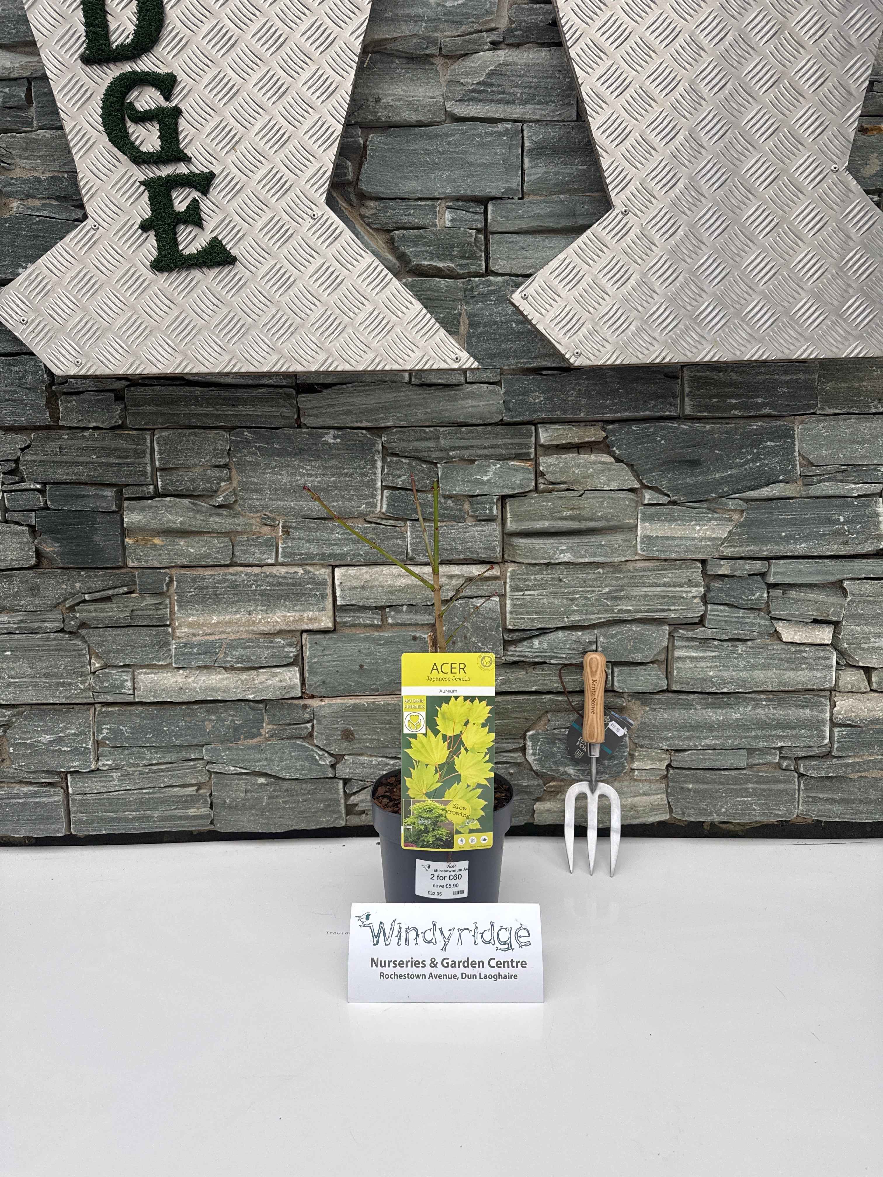 Acer shirasawanum Aureum - Image 6