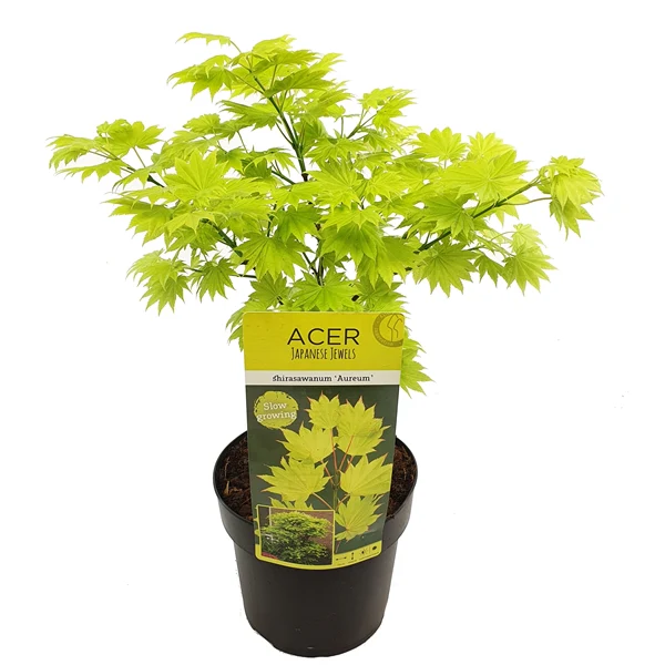 Acer shirasawanum Aureum - Image 2