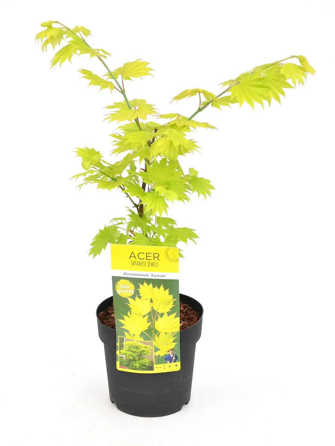Acer Shirasawanum Aureum - Image 2