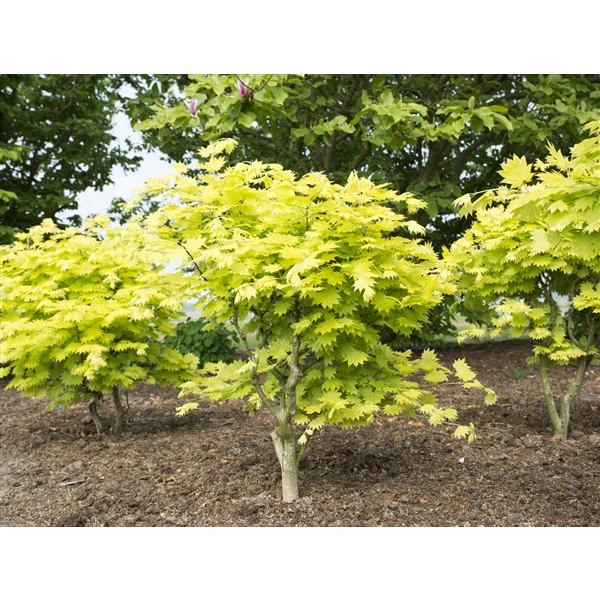 Acer shirasawanum Aureum - Image 3