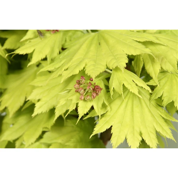 Acer shirasawanum Aureum  3 Ltr pot - Image 2