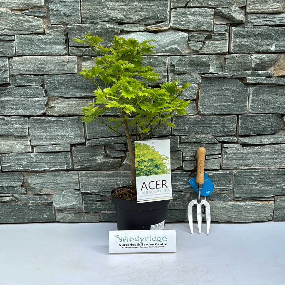 Acer shirasawanum Aureum  4 Ltr pot - Image 2