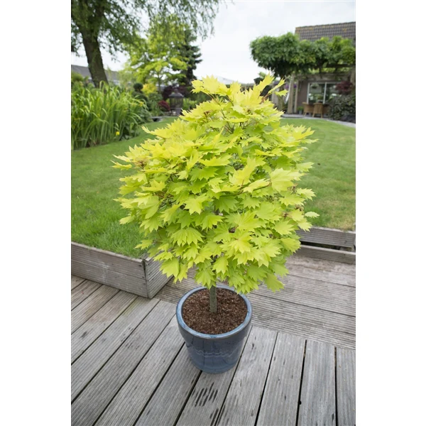 Acer shirasawanum Aureum  4 Ltr pot - Image 4