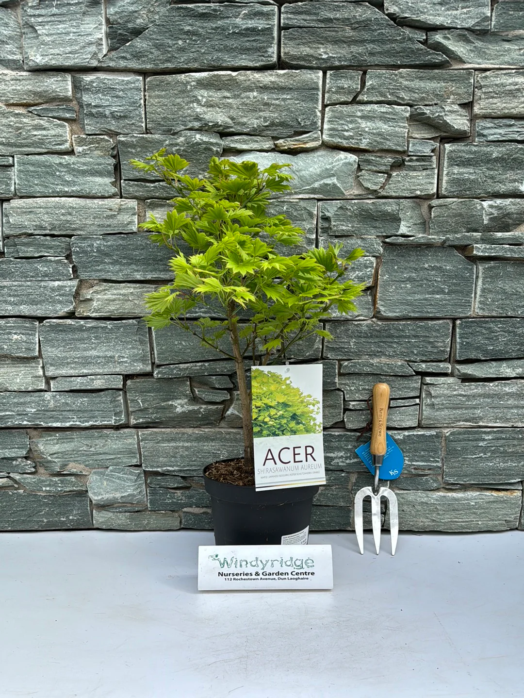 Acer shirasawanum Aureum  4 Ltr pot - Image 5