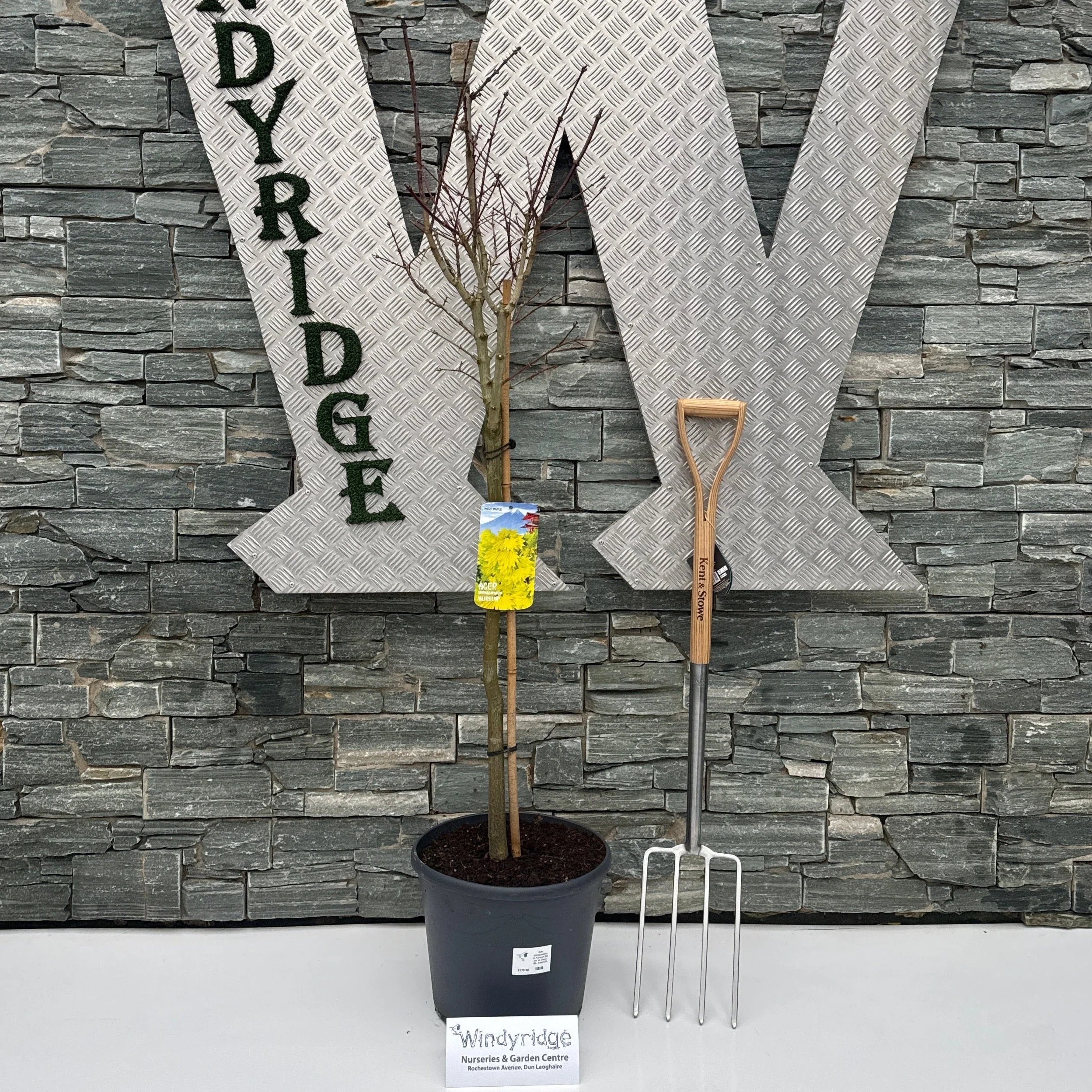 Acer shirasawanum Aureum 80 cm st. Deco 18L. head 50-60