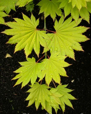 Acer shirasawanum Aureum  C6.5 - Image 2