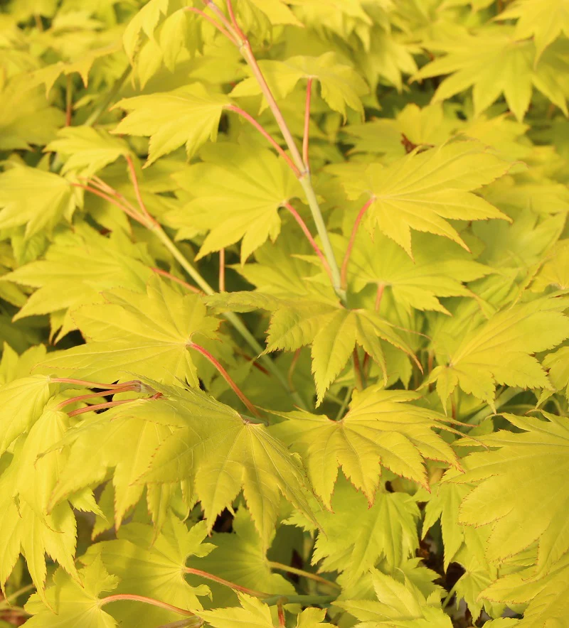 ACER SHIRASAWANUM 'AUREUM' VQ LT. 14
