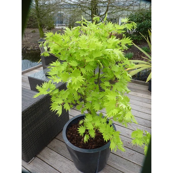 Acer shirasawanum Jordan - Image 3