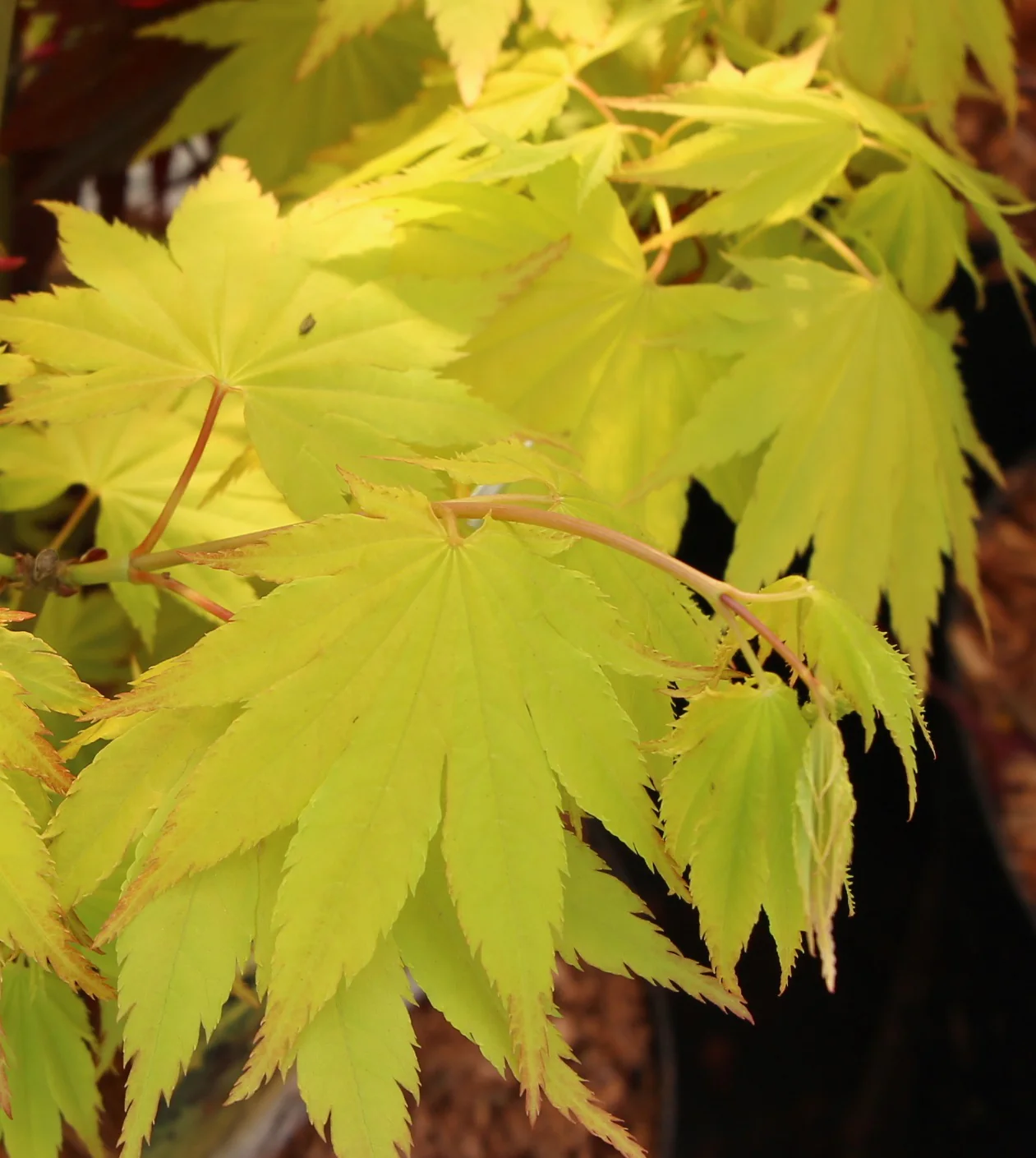 Acer shirasawanum Jordan