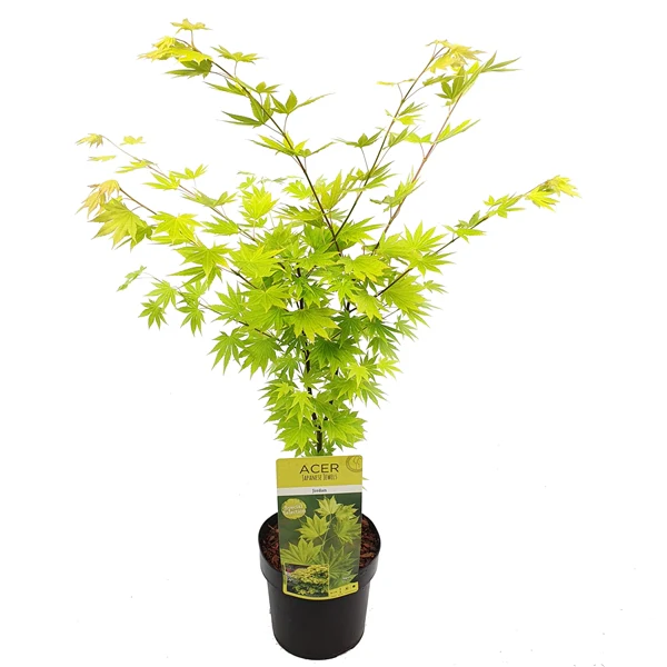 Acer shirasawanum Jordan - Image 3