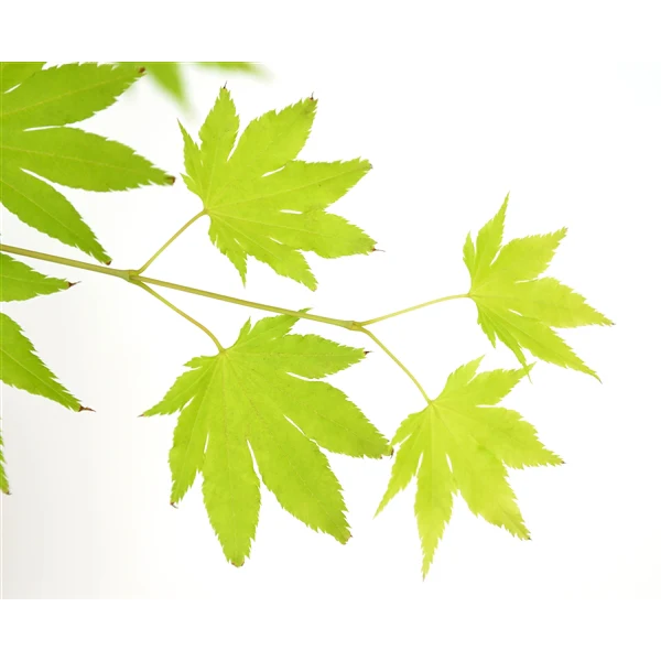 Acer shirasawanum Jordan - Image 2