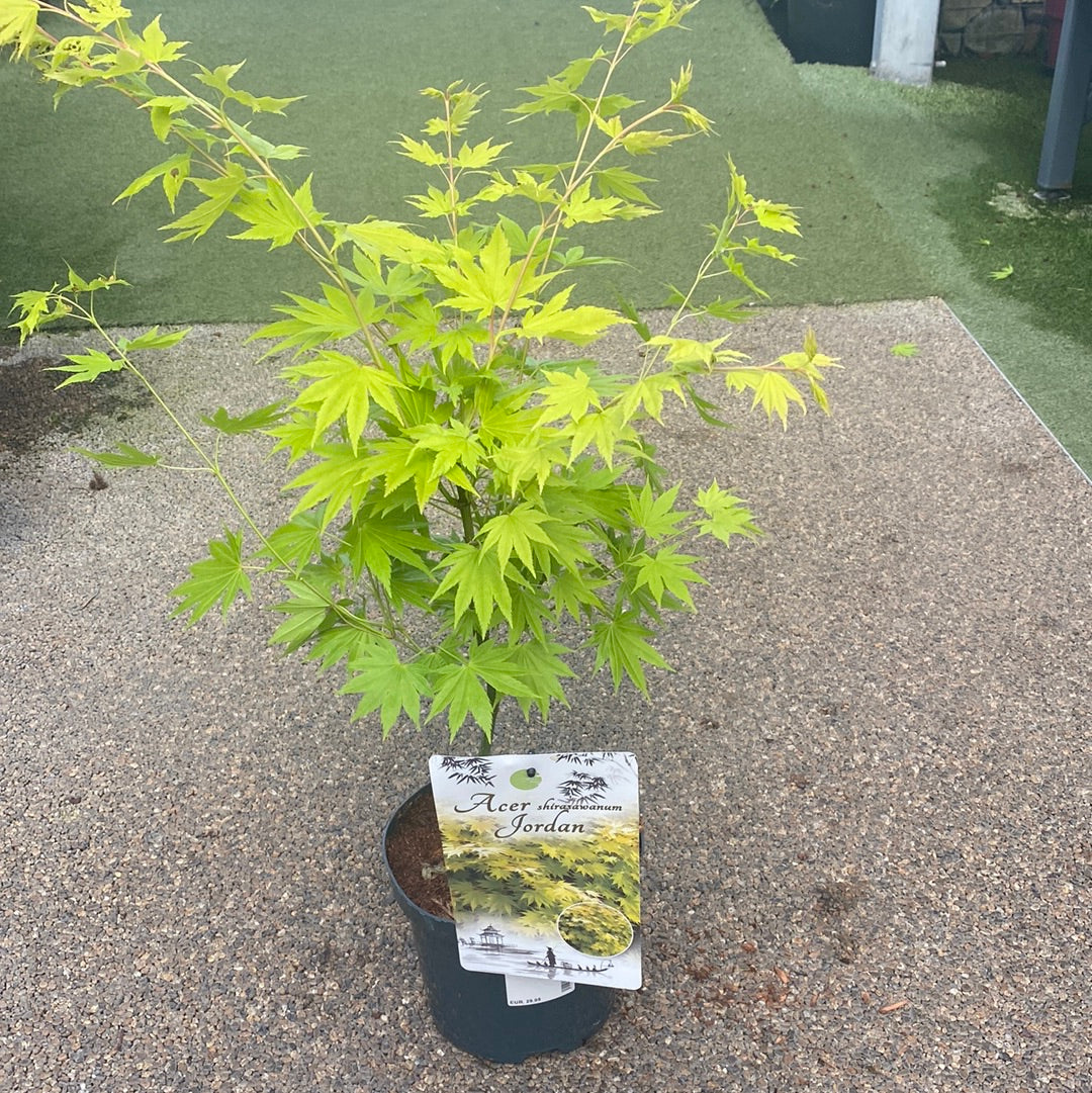 Acer shirasawanum Jordan