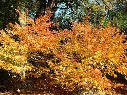 Acer shirasawanum Jordan - Image 2