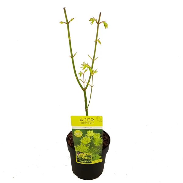 Acer shirasawanum Jordan  3 Ltr pot - Image 2