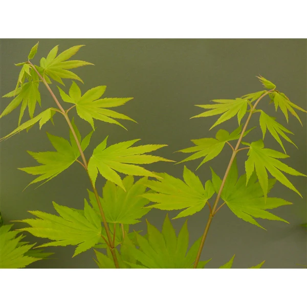 Acer shirasawanum Jordan  3 Ltr pot - Image 4