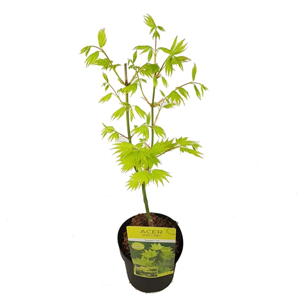 Acer shirasawanum Jordan - Image 3