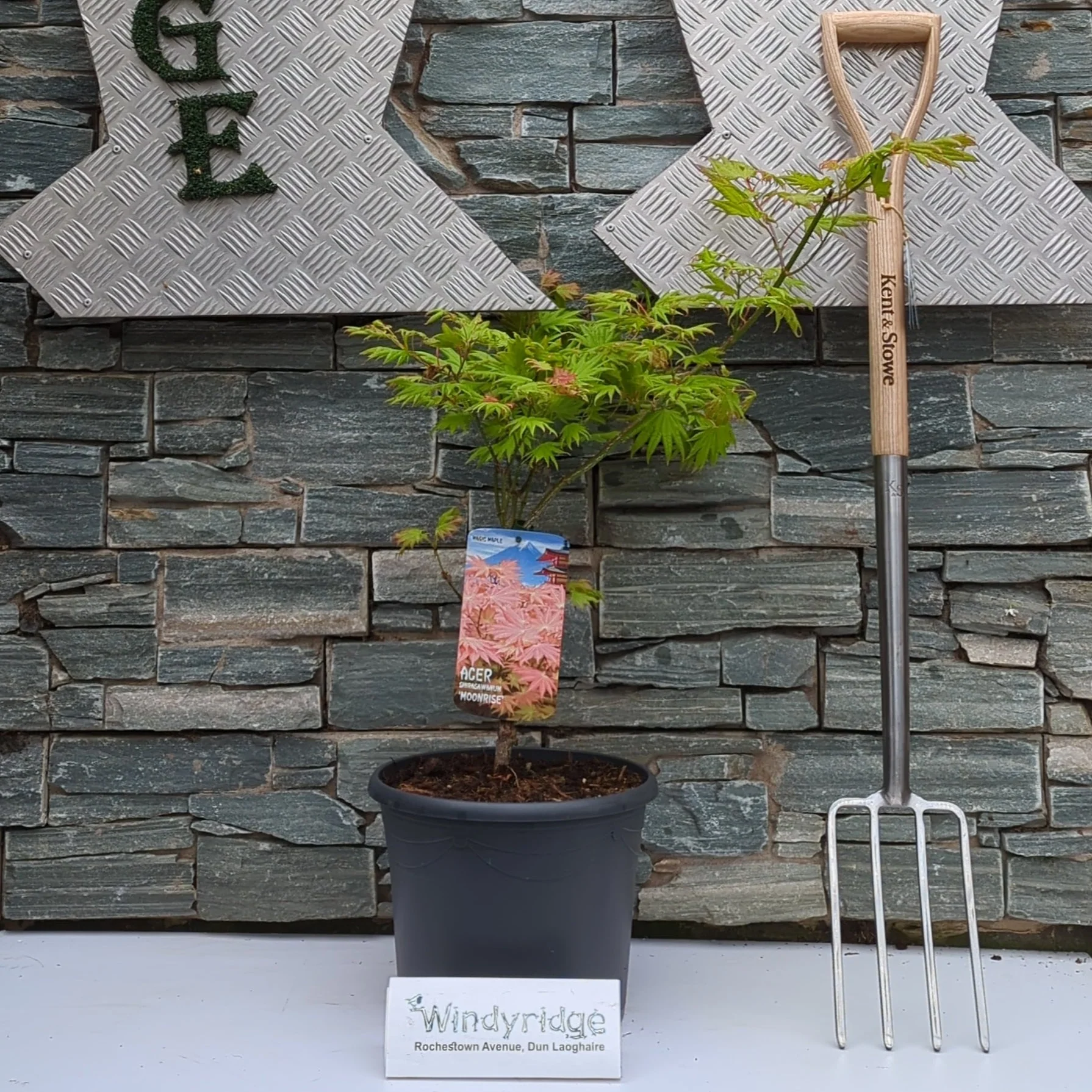 Acer shirasawanum Moonrise - Image 2